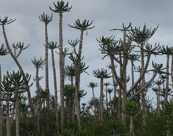 nr 35 _ Angola, Lubango, Lobito, Benguela in die Mitte