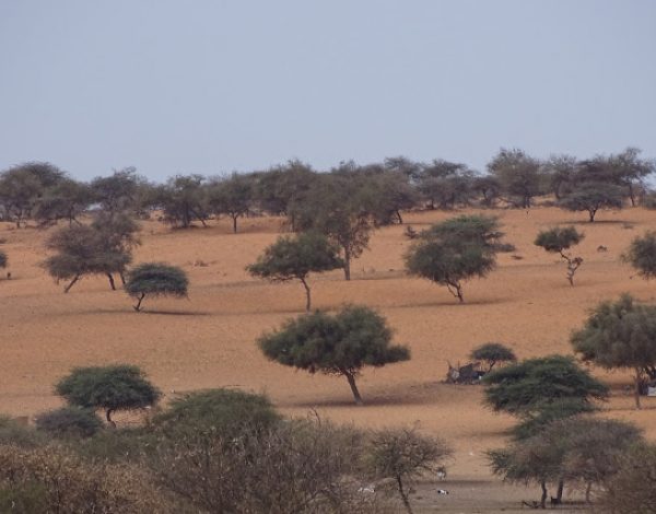 nr 44 _ Mauretania – Nouakchott, Banc d’Arguin, Westsahara nach Marrokko