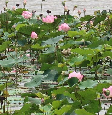 Nr 93 _ ASIA zero – Heading east and up the Mekong
