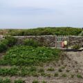 Nr 97 _ Up to Orkney Island´s