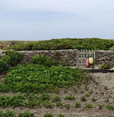 Nr 97 _ Up to Orkney Island´s