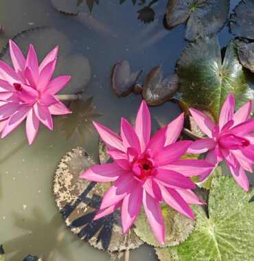 nr 99 _ Westbengal, Assam, Meghalaya