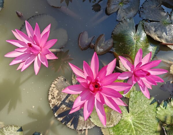 nr 99 _ Westbengal, Assam, Meghalaya